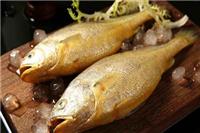 黃花魚(yú)是海魚(yú)嗎 如何保鮮時(shí)間長(zhǎng)是否可以冷凍儲(chǔ)存